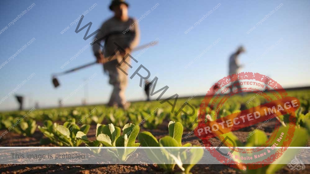 مجلات علمی و پژوهشی رشته علوم ترویج و آموزش کشاورزی مجلات علمی و پژوهشی رشته علوم ترویج و آموزش کشاورزی